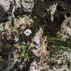 Trachymene composita var. composita at Tinderry Nature Reserve - 19 Mar 2023 by MattM