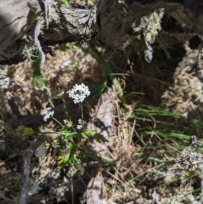 Trachymene composita var. composita at Tinderry, NSW - 19 Mar 2023 by MattM