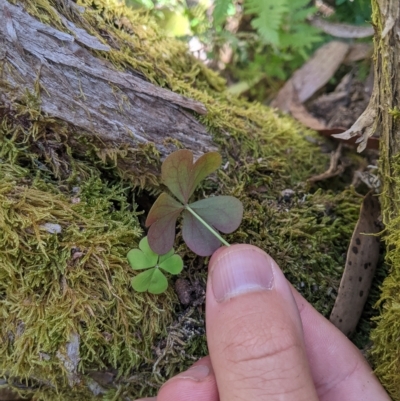 Oxalis sp. (Wood Sorrel) at Tinderry Nature Reserve - 19 Mar 2023 by MattM