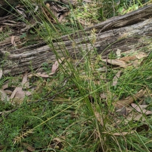 Australopyrum pectinatum at Tinderry, NSW - 19 Mar 2023