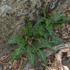 Blechnum nudum (Fishbone Water Fern) at Tinderry, NSW - 19 Mar 2023 by MattM