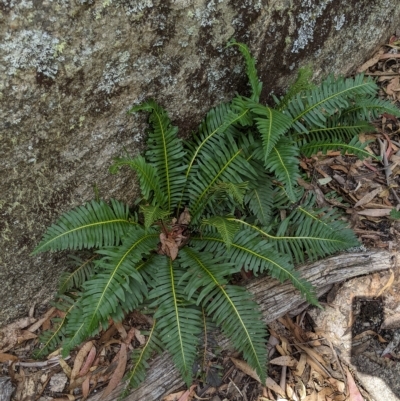 Blechnum nudum (Fishbone Water Fern) at Tinderry Nature Reserve - 19 Mar 2023 by MattM