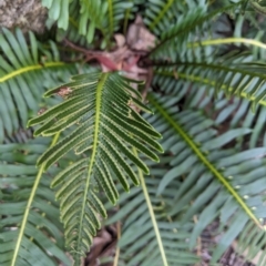 Blechnum nudum at Tinderry, NSW - 19 Mar 2023 01:25 PM