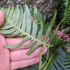 Blechnum nudum at Tinderry, NSW - 19 Mar 2023 01:25 PM