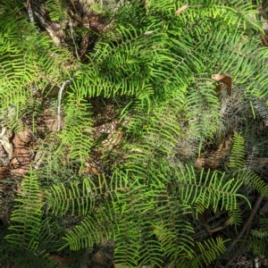 Gleichenia dicarpa at Tinderry, NSW - suppressed