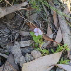 Gratiola peruviana (Australian Brooklime) at Tinderry Nature Reserve - 19 Mar 2023 by MattM