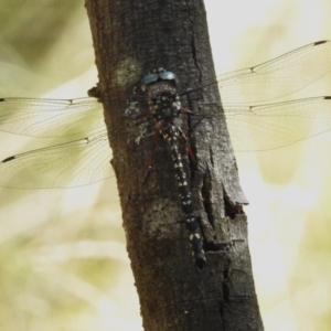 Austroaeschna multipunctata at Paddys River, ACT - 18 Mar 2023