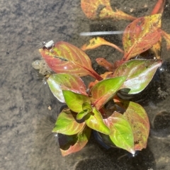 Ludwigia palustris (Marsh Purslane) at Brindabella, NSW - 18 Mar 2023 by JaneR