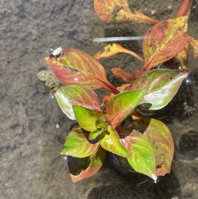 Ludwigia palustris (Marsh Purslane) at Brindabella, NSW - 18 Mar 2023 by JaneR