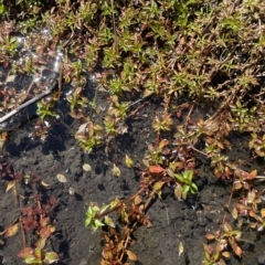 Ludwigia palustris at Brindabella, NSW - 18 Mar 2023 12:25 PM