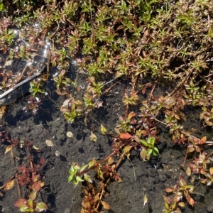 Ludwigia palustris at Brindabella, NSW - 18 Mar 2023 12:25 PM