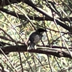 Acanthorhynchus tenuirostris (Eastern Spinebill) at Karabar, NSW - 19 Mar 2023 by Hejor1