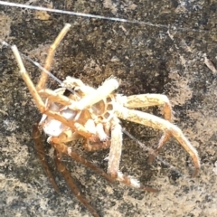 Sparassidae (family) (A Huntsman Spider) at Karabar, NSW - 19 Mar 2023 by Hejor1
