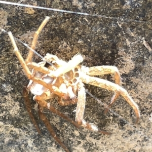 Sparassidae (family) at Karabar, NSW - 19 Mar 2023