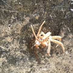 Sparassidae (family) at Karabar, NSW - 19 Mar 2023