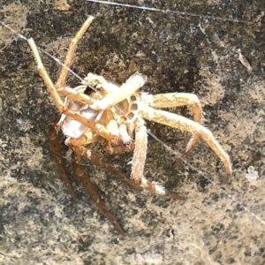 Sparassidae (family) at Karabar, NSW - 19 Mar 2023