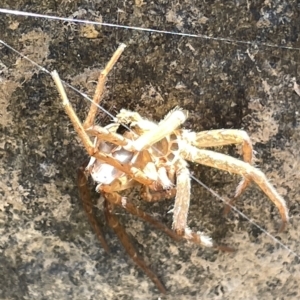 Sparassidae (family) at Karabar, NSW - 19 Mar 2023