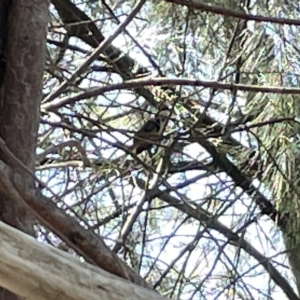 Acanthorhynchus tenuirostris at Karabar, NSW - 19 Mar 2023