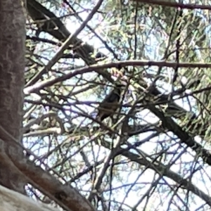 Acanthorhynchus tenuirostris at Karabar, NSW - 19 Mar 2023