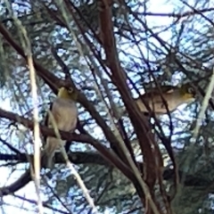 Zosterops lateralis (Silvereye) at Karabar, NSW - 19 Mar 2023 by Hejor1