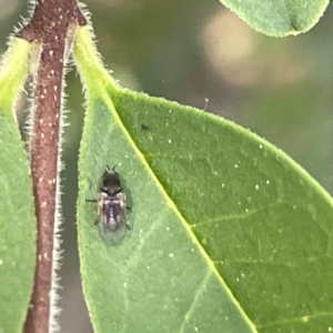 Diptera (order) at Karabar, NSW - 19 Mar 2023 02:01 PM