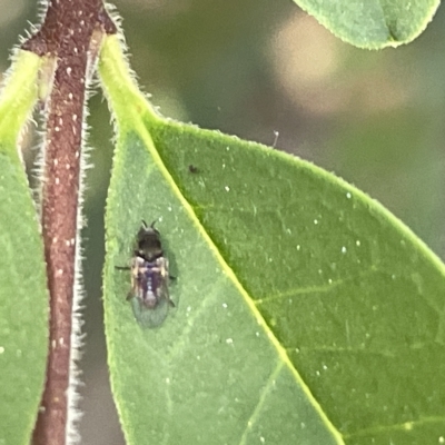 Diptera (order) (Fly - Unidentified) at Karabar, NSW - 19 Mar 2023 by Hejor1