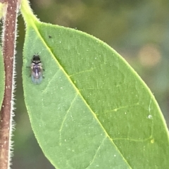 Diptera (order) at Karabar, NSW - 19 Mar 2023 02:01 PM