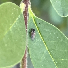 Diptera (order) at Karabar, NSW - 19 Mar 2023 02:01 PM