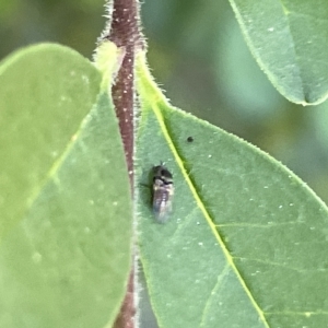 Diptera (order) at Karabar, NSW - 19 Mar 2023 02:01 PM