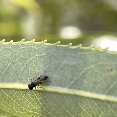 Chalcidoidea (superfamily) (A gall wasp or Chalcid wasp) at Karabar, NSW - 19 Mar 2023 by Hejor1