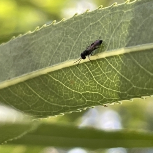 Chalcidoidea (superfamily) at Karabar, NSW - 19 Mar 2023 02:05 PM