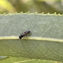 Chalcidoidea (superfamily) at Karabar, NSW - 19 Mar 2023 02:05 PM