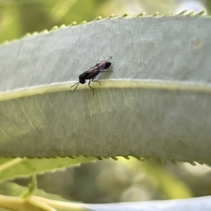 Chalcidoidea (superfamily) at Karabar, NSW - 19 Mar 2023 02:05 PM