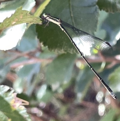 Rhadinosticta simplex (Powdered Wiretail) at Karabar, NSW - 19 Mar 2023 by Hejor1