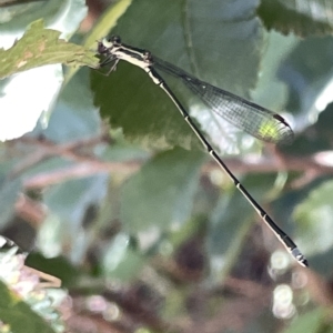 Rhadinosticta simplex at QPRC LGA - 19 Mar 2023