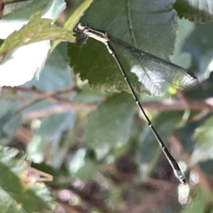 Rhadinosticta simplex at QPRC LGA - 19 Mar 2023