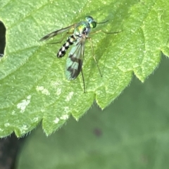 Austrosciapus connexus (Green long-legged fly) at Karabar, NSW - 19 Mar 2023 by Hejor1