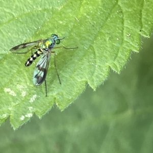 Austrosciapus connexus at Karabar, NSW - 19 Mar 2023