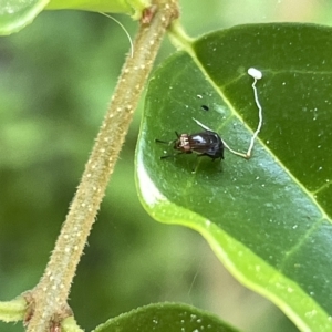 Steganopsis melanogaster at Karabar, NSW - 19 Mar 2023 02:10 PM