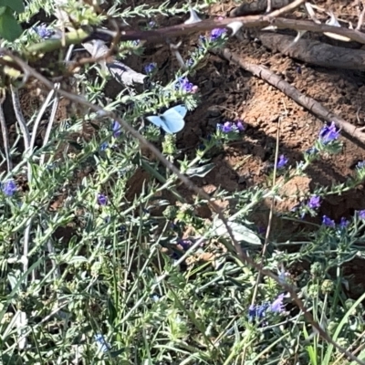 Pieris rapae (Cabbage White) at Barracks Flat Drive Reserve - 19 Mar 2023 by Hejor1