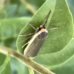 Palaeosia undescribed species at Karabar, NSW - 19 Mar 2023