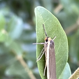 Palaeosia undescribed species at Karabar, NSW - 19 Mar 2023