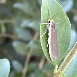 Palaeosia undescribed species at Karabar, NSW - 19 Mar 2023