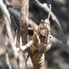 Anisoptera (suborder) (Unidentified dragonfly) at Karabar, NSW - 19 Mar 2023 by Hejor1