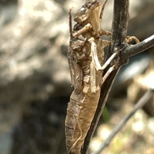 Anisoptera (suborder) at Karabar, NSW - 19 Mar 2023 01:38 PM