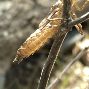 Anisoptera (suborder) at Karabar, NSW - 19 Mar 2023 01:38 PM