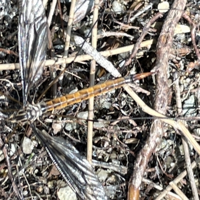 Leptotarsus (Habromastix) sp. (sub-genus) (A crane fly) at Karabar, NSW - 19 Mar 2023 by Hejor1