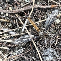 Leptotarsus (Habromastix) sp. (sub-genus) at Karabar, NSW - 19 Mar 2023 01:34 PM