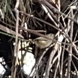 Acanthiza pusilla at Karabar, NSW - 19 Mar 2023