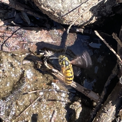Vespula germanica (German Yellowjacket Wasp (also known as European Wasp)) at Karabar, NSW - 19 Mar 2023 by Hejor1